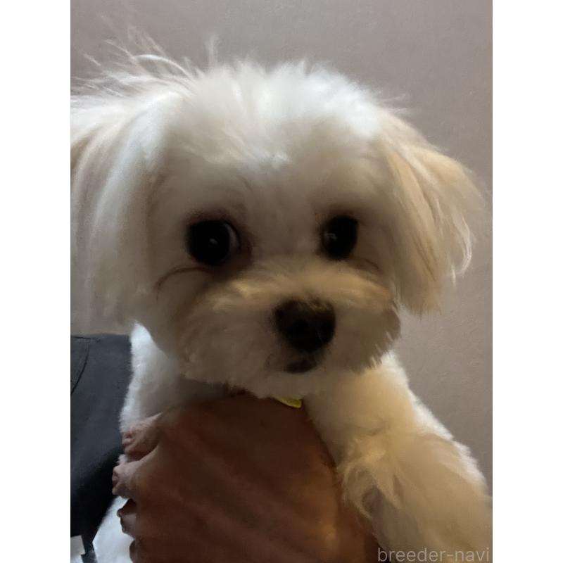 成約済の埼玉県のミックス犬-403681の5枚目