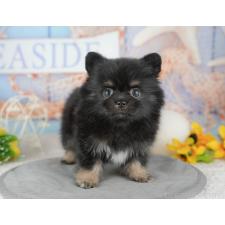 ♀︎ポメチワ:ポメラニアン×チワワ