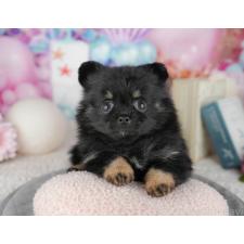 ♀︎ポメチワ:ポメラニアン×チワワ