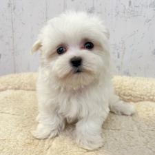 マルチーズの子犬