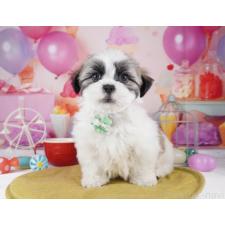 ♀︎マルシーズー:マルチーズ×シーズー