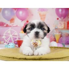 ♀︎マルシーズー:マルチーズ×シーズー