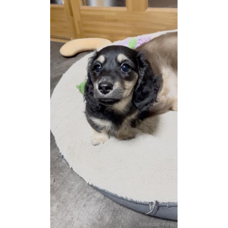 販売中の広島県のミニチュアダックスフンド(ロングヘアード)-443107の4枚目