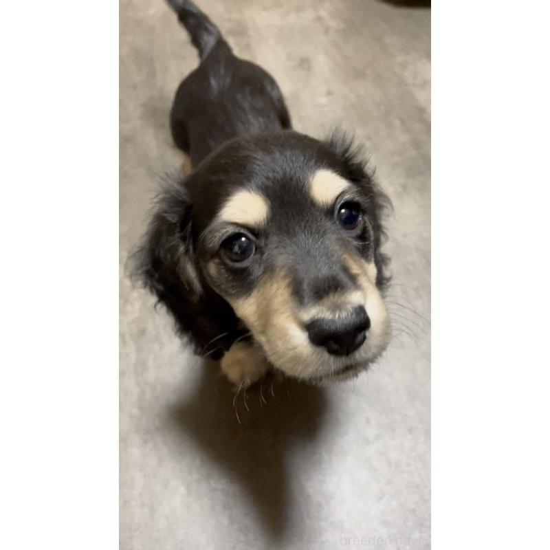 販売中の広島県のミニチュアダックスフンド(ロングヘアード)-443108の6枚目