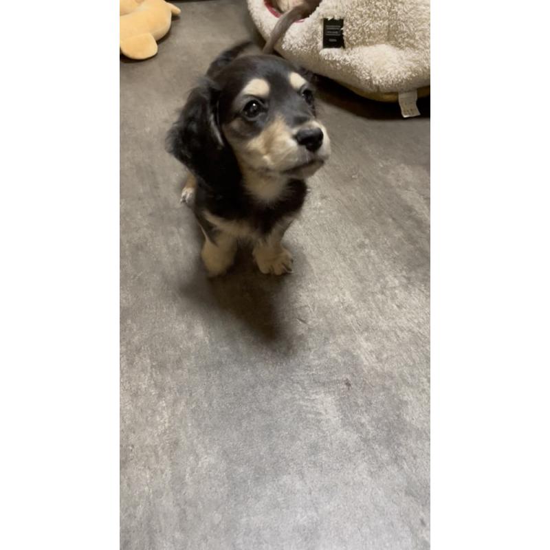 販売中の広島県のミニチュアダックスフンド(ロングヘアード)-443108の5枚目