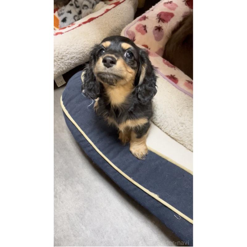 販売中の広島県のミニチュアダックスフンド(ロングヘアード)-443109の5枚目