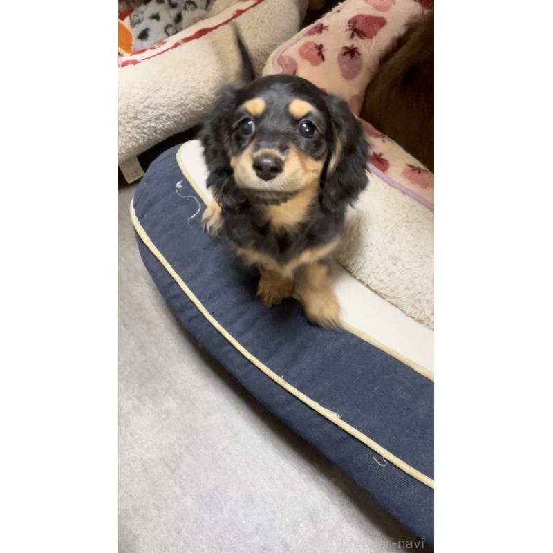販売中の広島県のミニチュアダックスフンド(ロングヘアード)-443109の4枚目