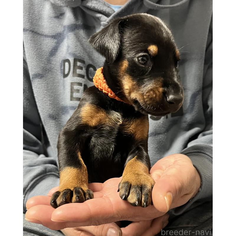 販売中の岩手県のドーベルマン-444043の7枚目