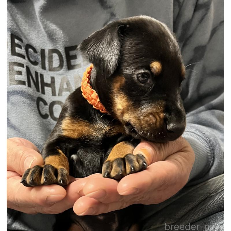 販売中の岩手県のドーベルマン-444043の6枚目