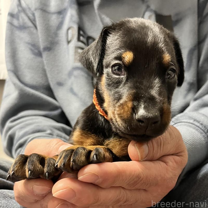 販売中の岩手県のドーベルマン-444043の5枚目