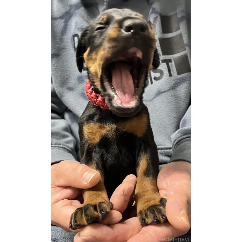 販売中の岩手県のドーベルマン-444042の8枚目