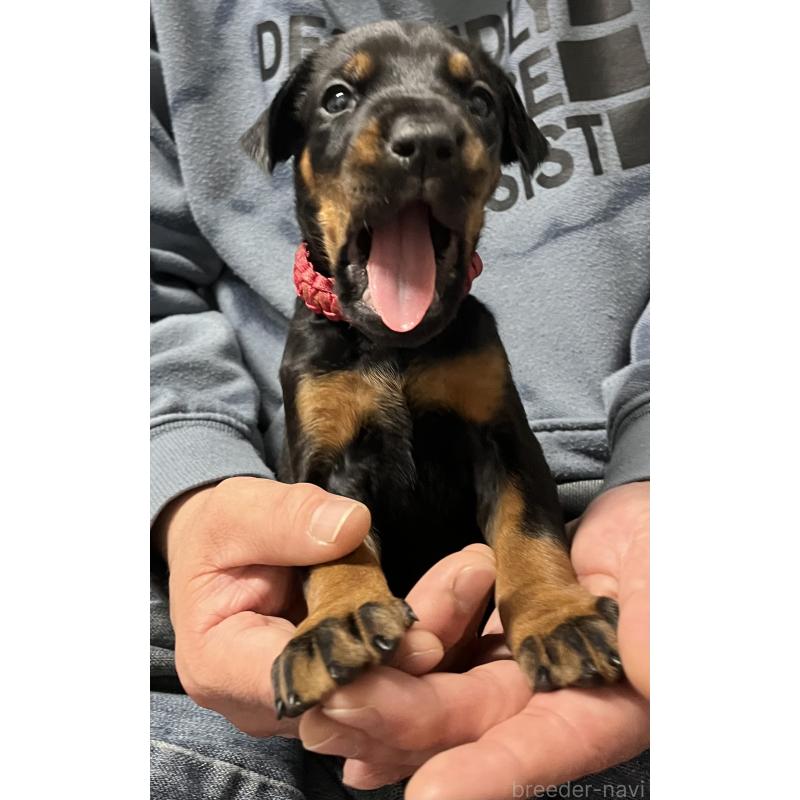 販売中の岩手県のドーベルマン-444042の7枚目