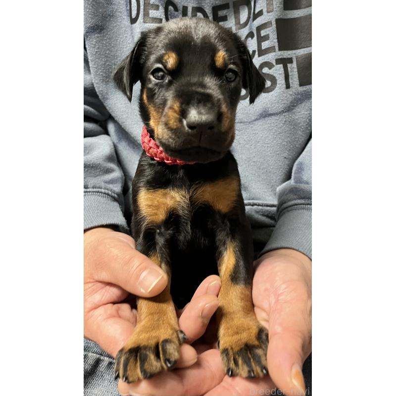 販売中の岩手県のドーベルマン-444042の6枚目