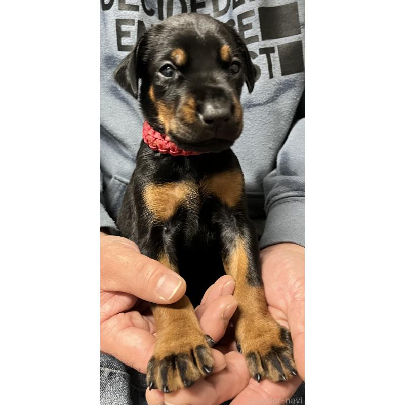 販売中の岩手県のドーベルマン-444042の5枚目