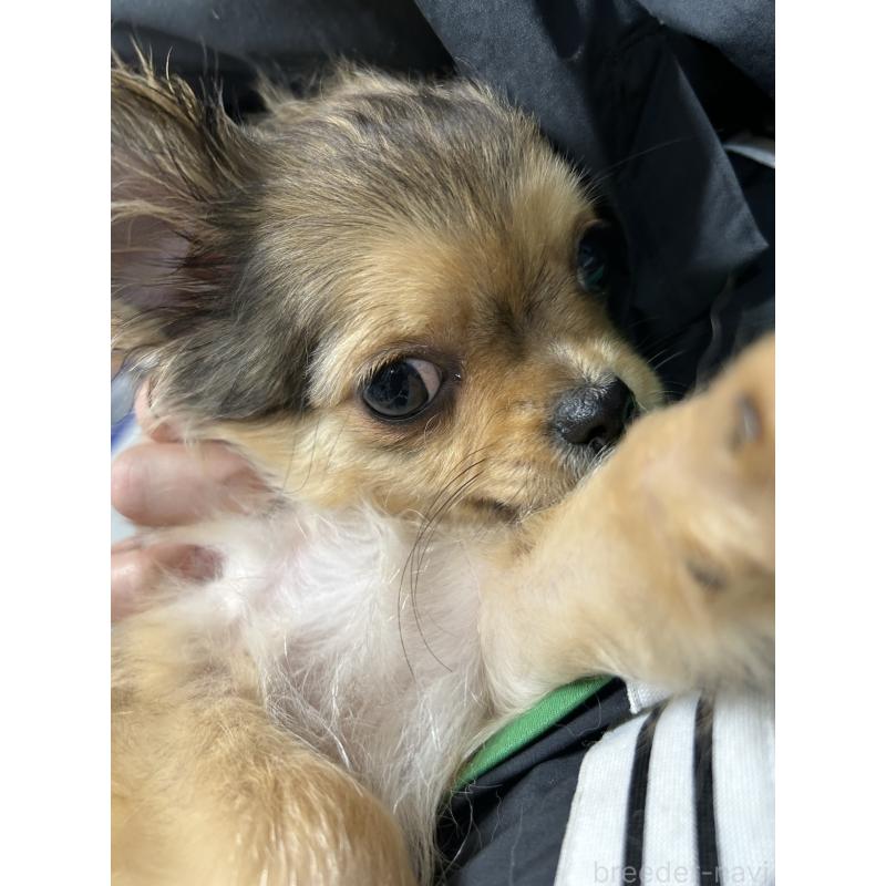 販売中の宮崎県のチワワ(ロングコート)-431226の5枚目