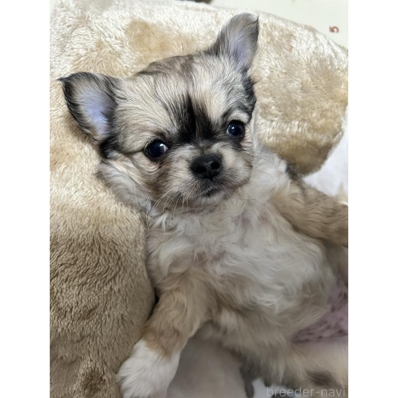 販売中の宮崎県のチワワ(ロングコート)-442750の6枚目