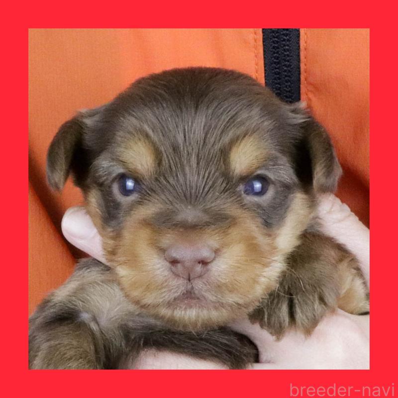 成約済の愛知県のヨークシャーテリア-444257の7枚目