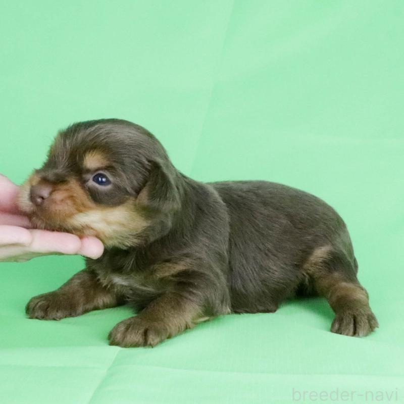 成約済の愛知県のヨークシャーテリア-444257の6枚目