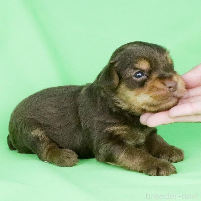 成約済の愛知県のヨークシャーテリア-444257の5枚目