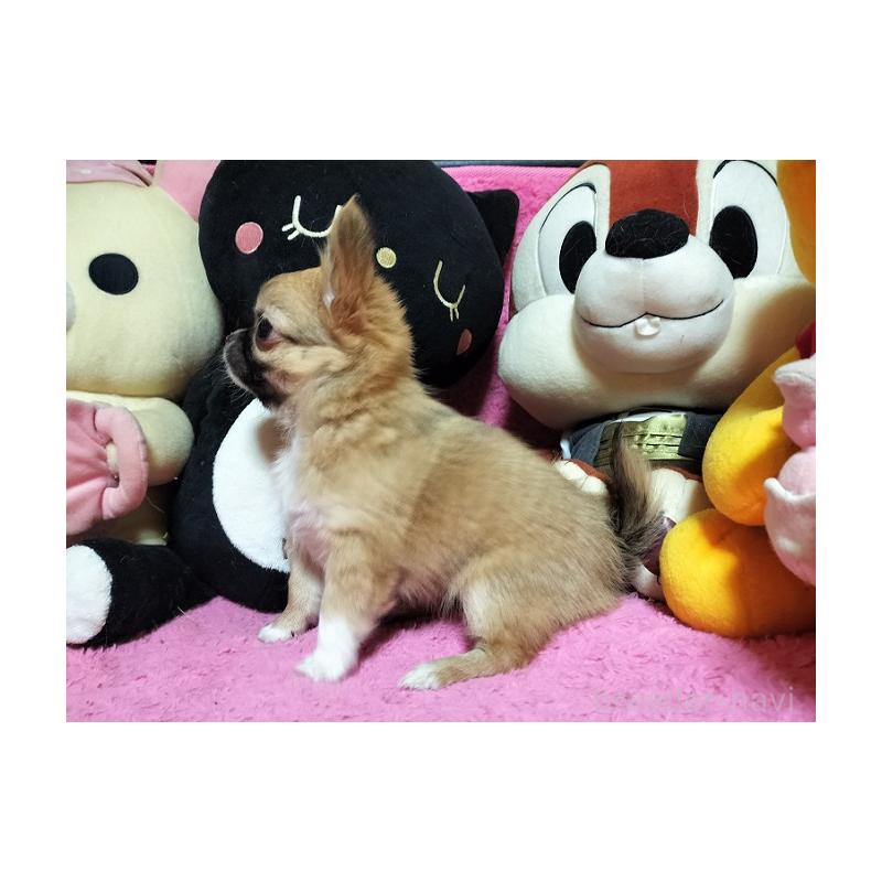 成約済の群馬県のチワワ(ロングコート)-441516の5枚目