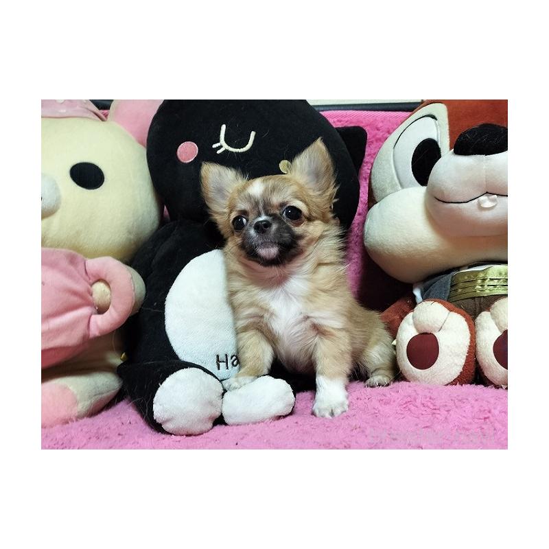 成約済の群馬県のチワワ(ロングコート)-441516の4枚目