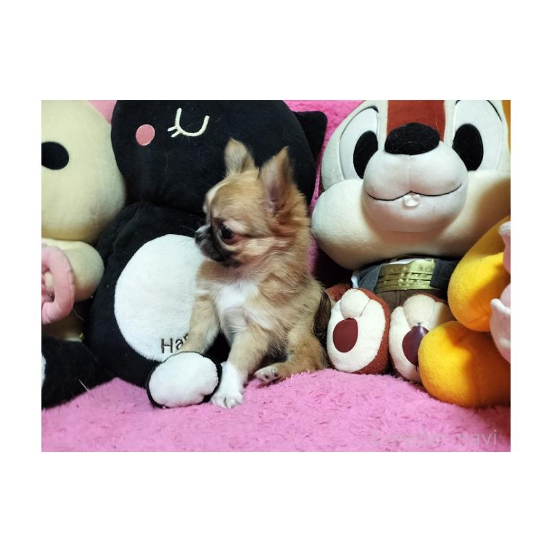 成約済の群馬県のチワワ(ロングコート)-441516の3枚目