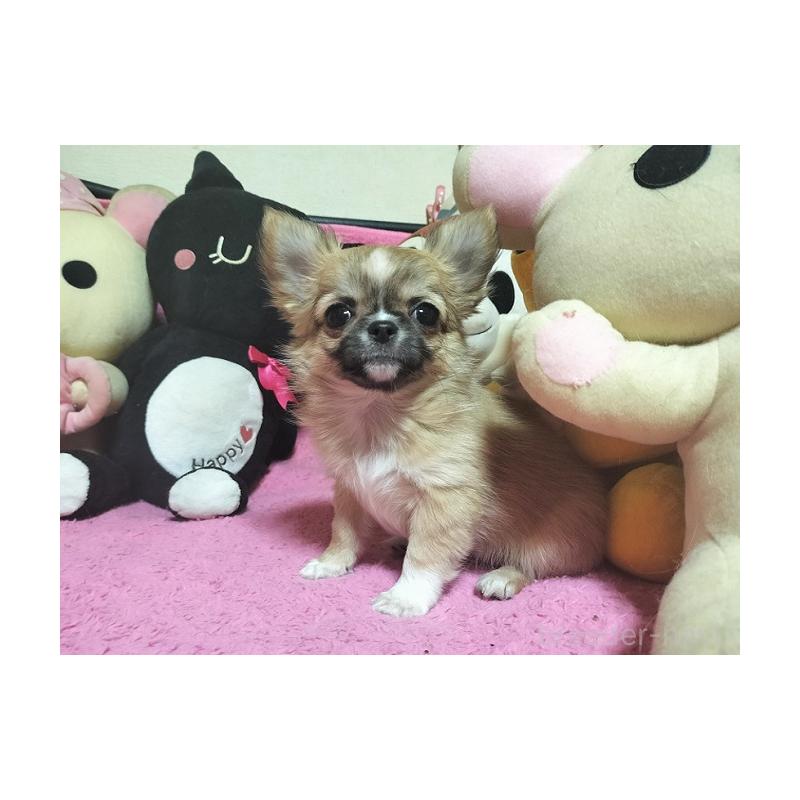 成約済の群馬県のチワワ(ロングコート)-441516の2枚目