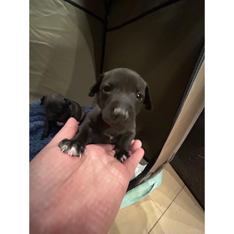 成約済の栃木県のイタリアングレーハウンド(イタグレ)-445243の11枚目