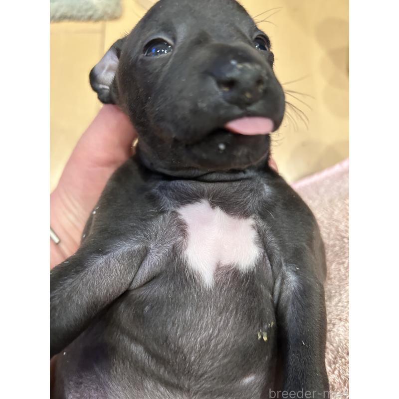 販売中の栃木県のイタリアングレーハウンド(イタグレ)-445244の29枚目