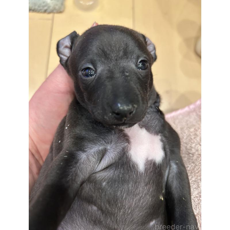 販売中の栃木県のイタリアングレーハウンド(イタグレ)-445244の28枚目