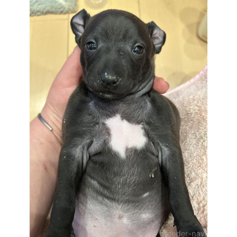 販売中の栃木県のイタリアングレーハウンド(イタグレ)-445244の27枚目