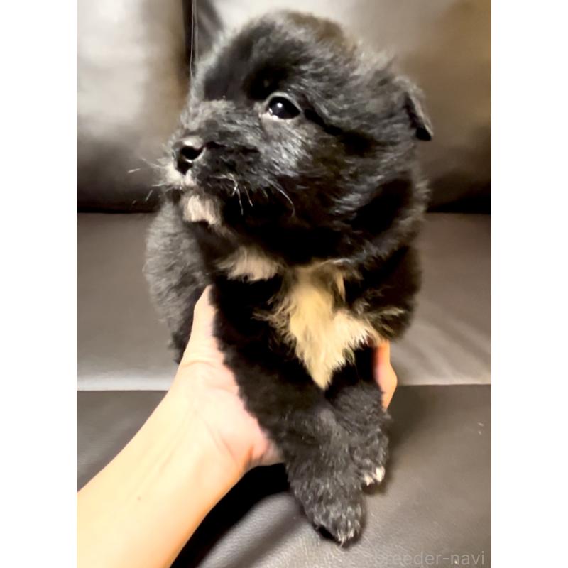 商談中の奈良県のミックス犬-442858の3枚目