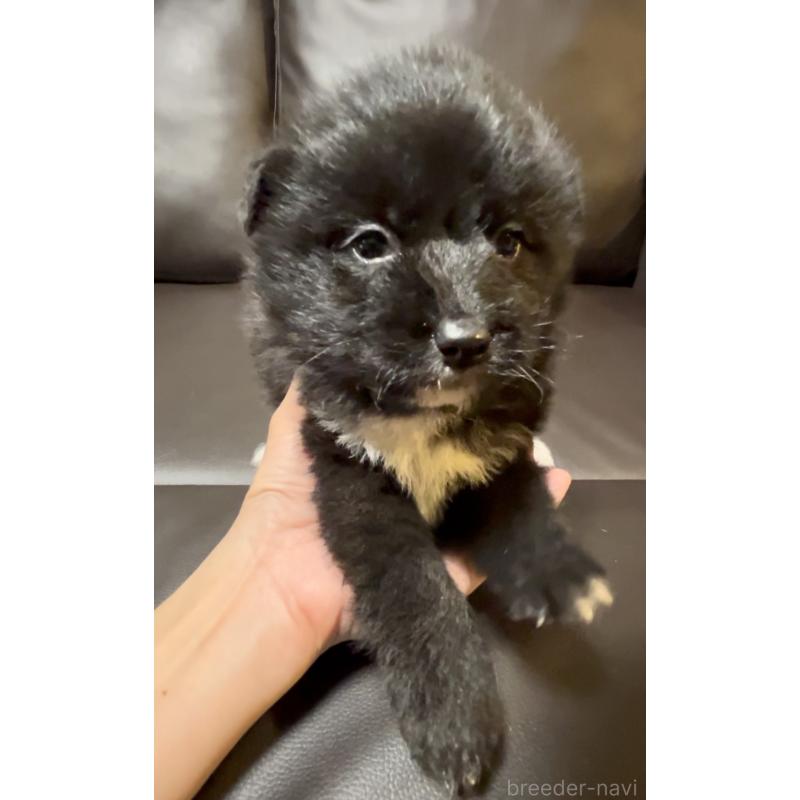 販売中の奈良県のミックス犬-442672の3枚目