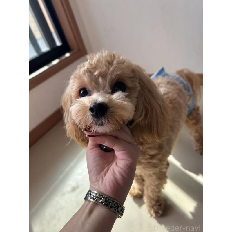 モンスターオアシスブリーダーの詳細