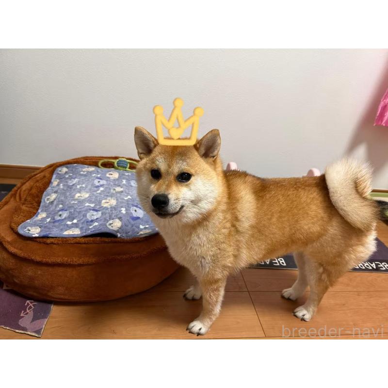 モンスターオアシスブリーダーの詳細