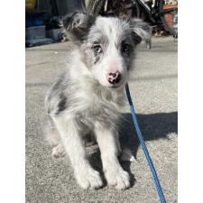 ♀︎ボーダーコリー