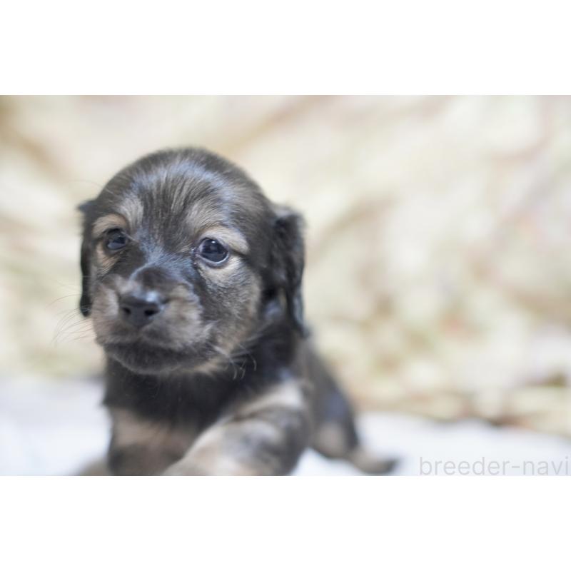 販売中の滋賀県のカニンヘンダックスフンド(ロングヘアード)-441981の6枚目