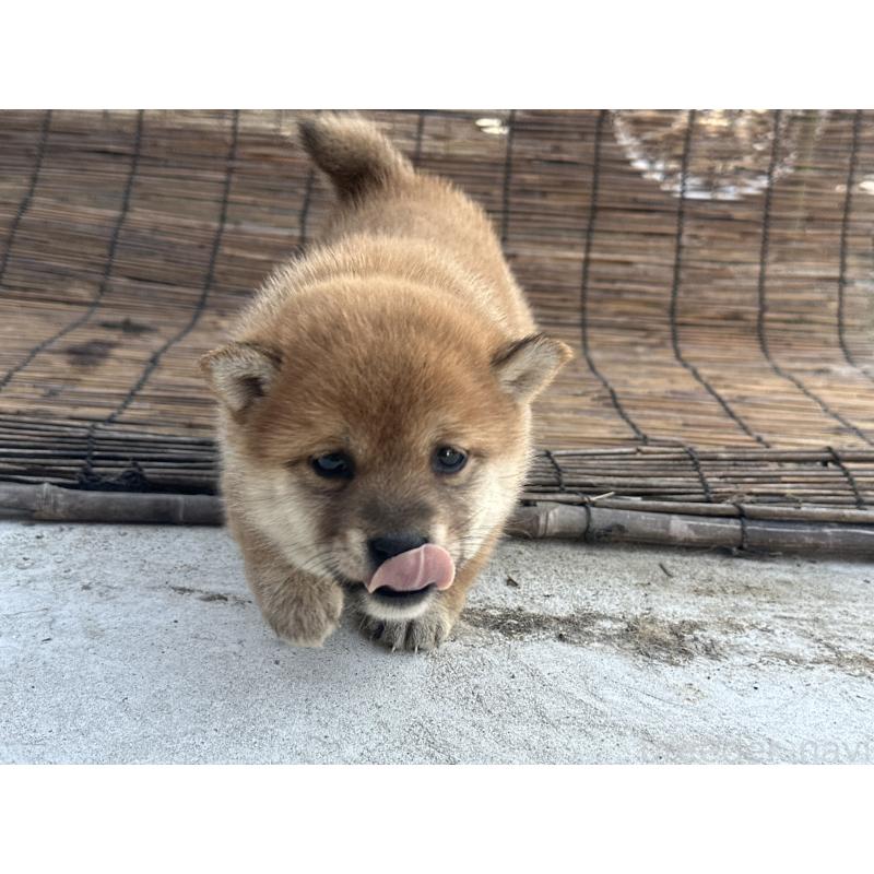 成約済の熊本県の豆柴-442331の5枚目