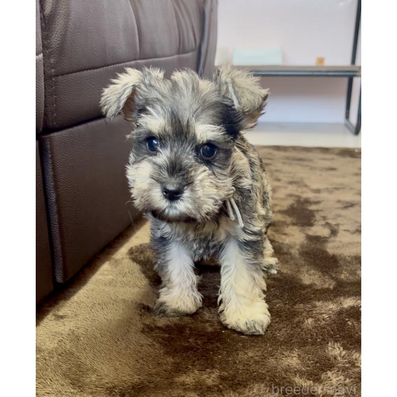 成約済の滋賀県のミニチュアシュナウザー-442558の5枚目