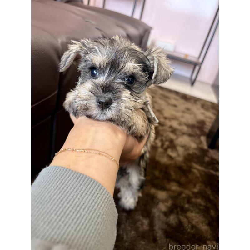 成約済の滋賀県のミニチュアシュナウザー-442558の4枚目