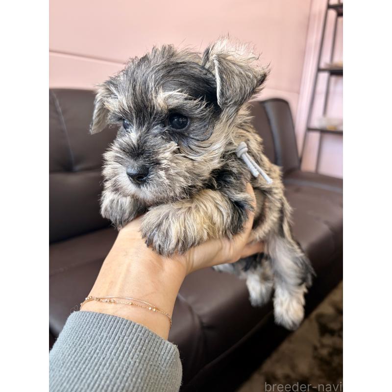 成約済の滋賀県のミニチュアシュナウザー-442558の3枚目