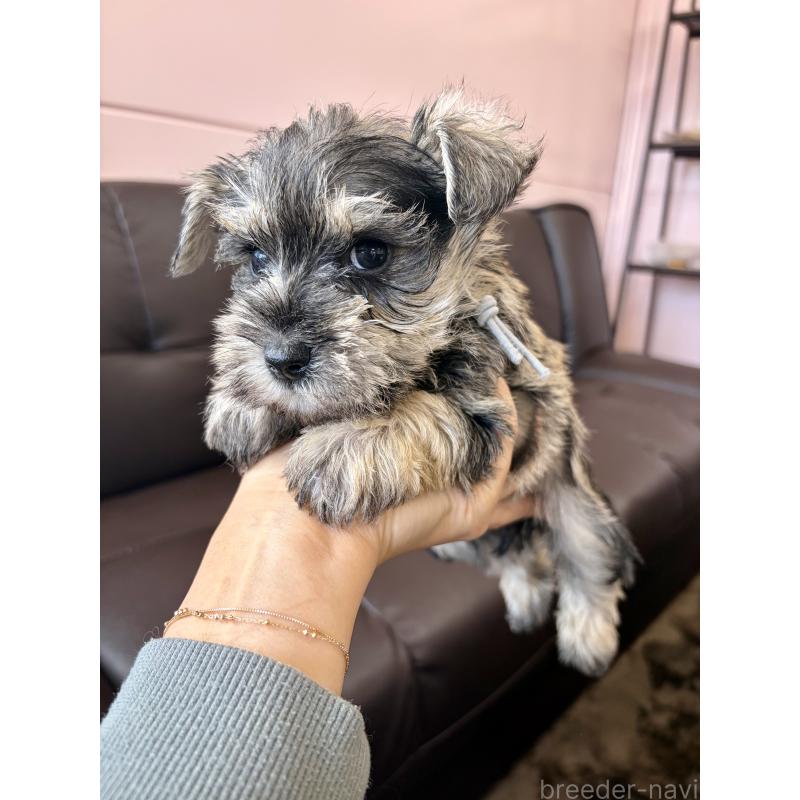 成約済の滋賀県のミニチュアシュナウザー-442558の2枚目