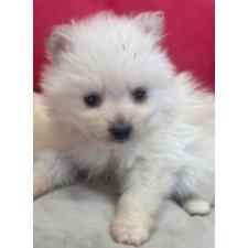 ポメラニアンの子犬