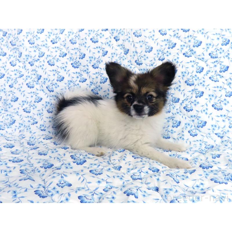 成約済の千葉県のパピヨン-436211の5枚目