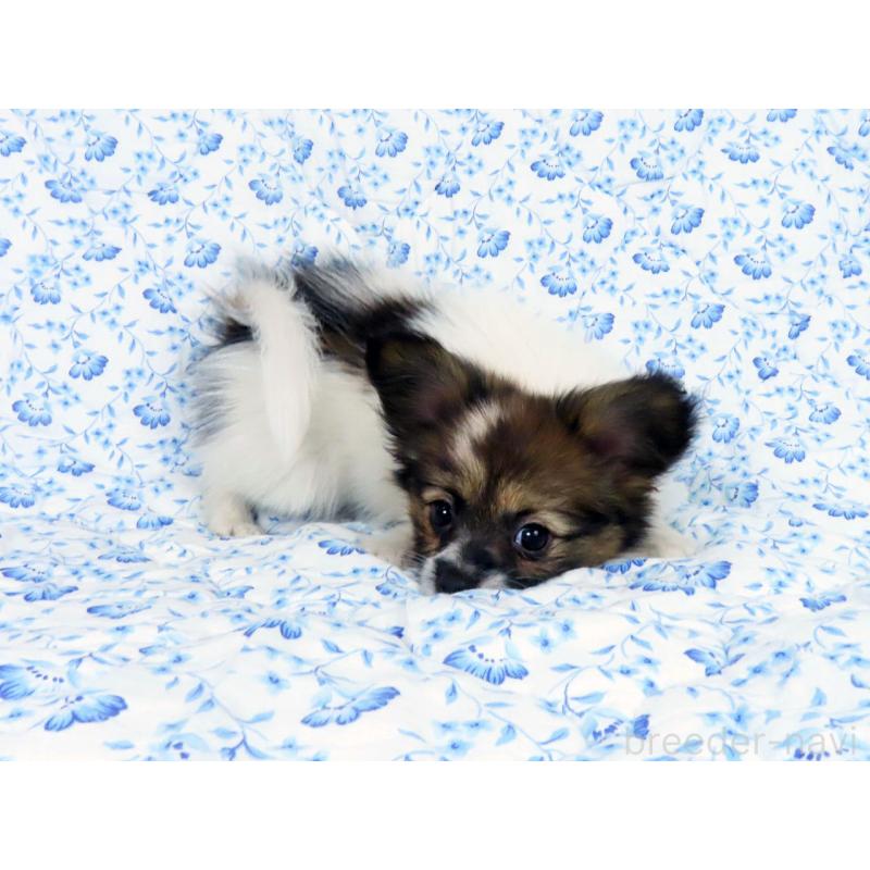 成約済の千葉県のパピヨン-436211の4枚目