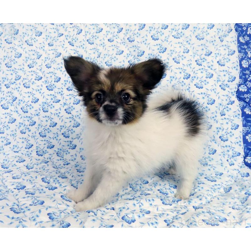 成約済の千葉県のパピヨン-436211の2枚目