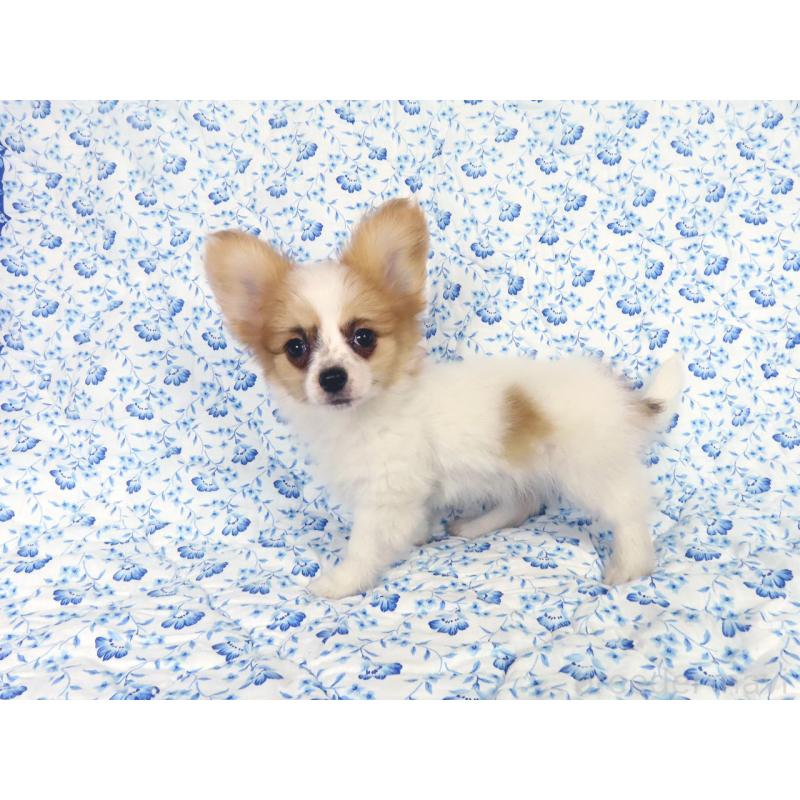 販売中の千葉県のパピヨン-435042の9枚目