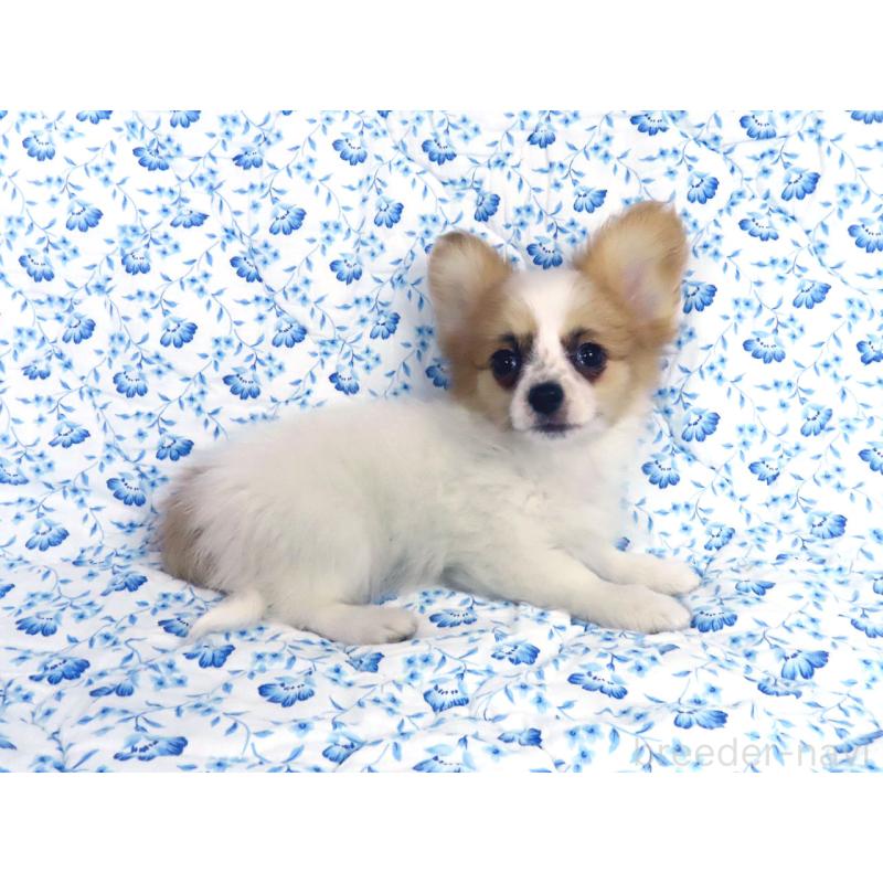 販売中の千葉県のパピヨン-435042の8枚目