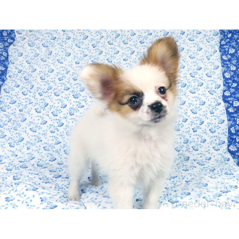 成約済の千葉県のパピヨン-435043の5枚目