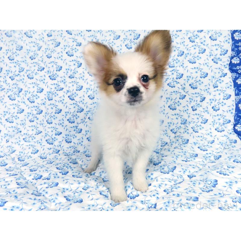 成約済の千葉県のパピヨン-435043の4枚目